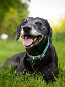 Preview wallpaper dog, face, collar, down, grass