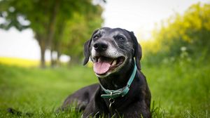 Preview wallpaper dog, face, collar, down, grass