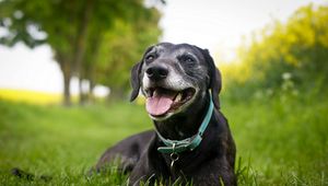 Preview wallpaper dog, face, collar, down, grass