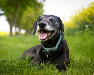 Preview wallpaper dog, face, collar, down, grass