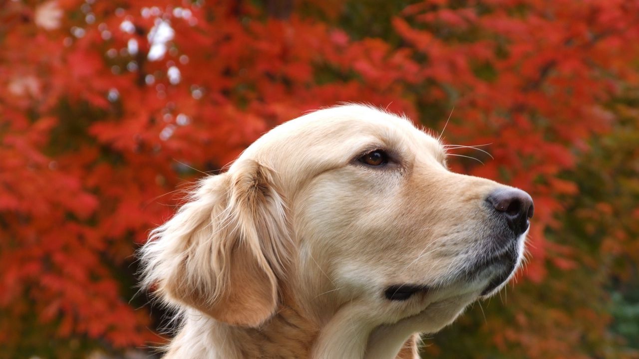 Wallpaper dog, face, color, background