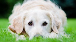 Preview wallpaper dog, face, eyes, grass, lie