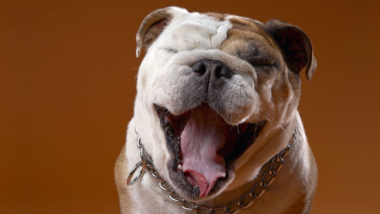 Wallpaper dog, face, eyes, bulldog hd, picture, image
