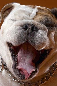 Preview wallpaper dog, face, eyes, bulldog