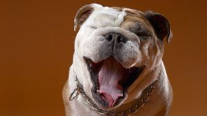 Preview wallpaper dog, face, eyes, bulldog