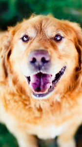 Preview wallpaper dog, face, eyes, open mouth