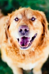 Preview wallpaper dog, face, eyes, open mouth