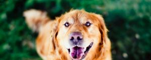 Preview wallpaper dog, face, eyes, open mouth