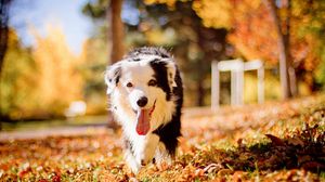 Preview wallpaper dog, face, eyes, protruding tongue