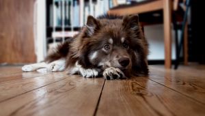 Preview wallpaper dog, face, floor, lying, furry, waiting