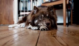 Preview wallpaper dog, face, floor, lying, furry, waiting