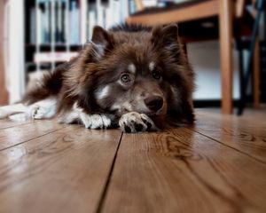 Preview wallpaper dog, face, floor, lying, furry, waiting