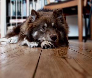Preview wallpaper dog, face, floor, lying, furry, waiting