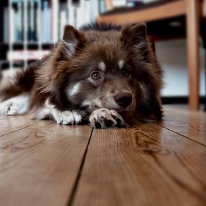 Preview wallpaper dog, face, floor, lying, furry, waiting