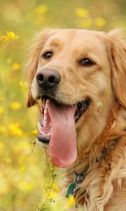 Preview wallpaper dog, face, flowers, tongue, leisure