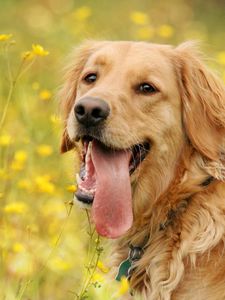 Preview wallpaper dog, face, flowers, tongue, leisure