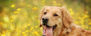 Preview wallpaper dog, face, flowers, tongue, leisure