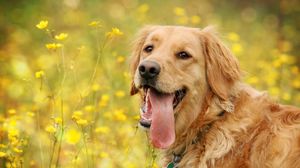 Preview wallpaper dog, face, flowers, tongue, leisure