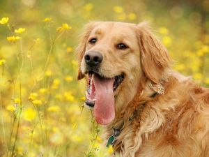 Preview wallpaper dog, face, flowers, tongue, leisure