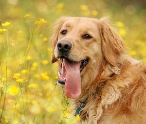 Preview wallpaper dog, face, flowers, tongue, leisure
