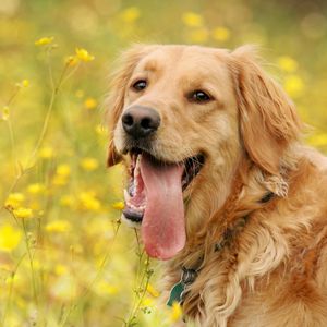 Preview wallpaper dog, face, flowers, tongue, leisure