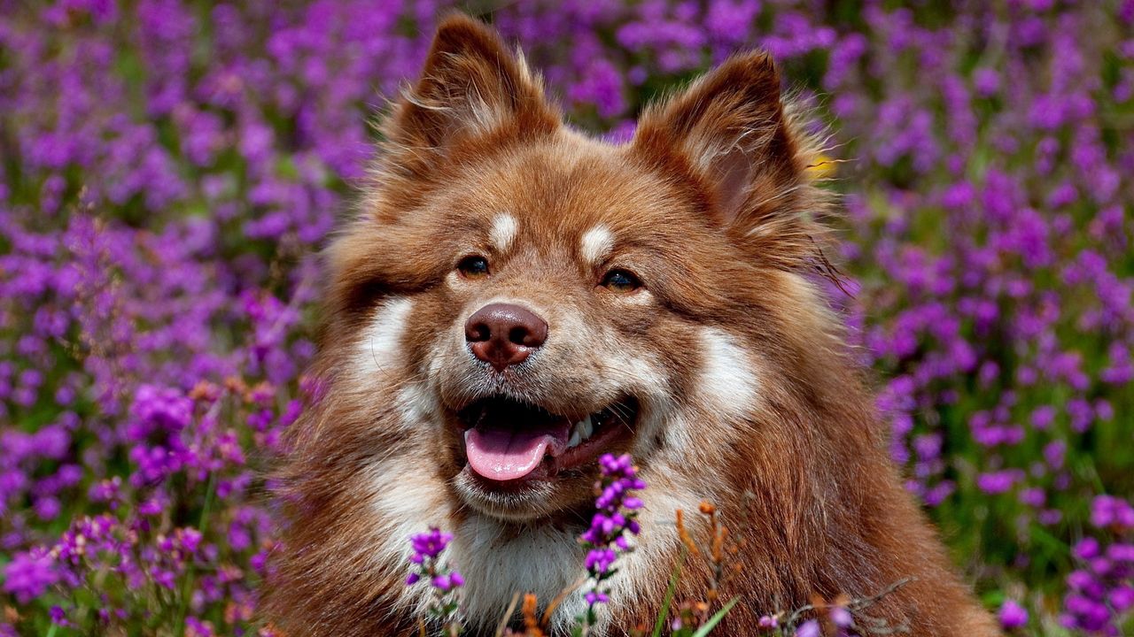 Wallpaper dog, face, flowers, ears, waiting