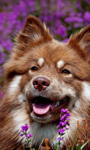 Preview wallpaper dog, face, flowers, ears, waiting