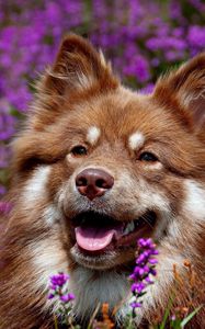 Preview wallpaper dog, face, flowers, ears, waiting