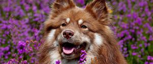 Preview wallpaper dog, face, flowers, ears, waiting