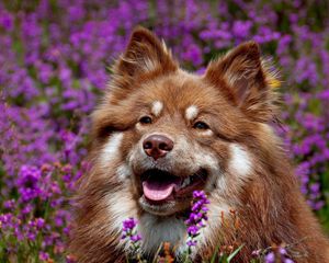 Preview wallpaper dog, face, flowers, ears, waiting