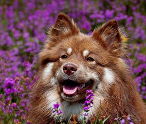 Preview wallpaper dog, face, flowers, ears, waiting