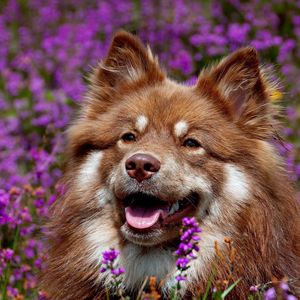 Preview wallpaper dog, face, flowers, ears, waiting