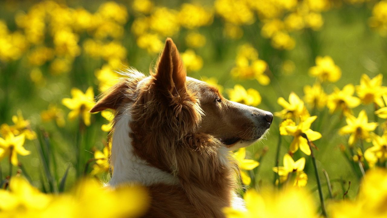 Wallpaper dog, face, flowers, profile