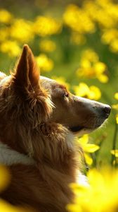 Preview wallpaper dog, face, flowers, profile