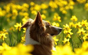 Preview wallpaper dog, face, flowers, profile