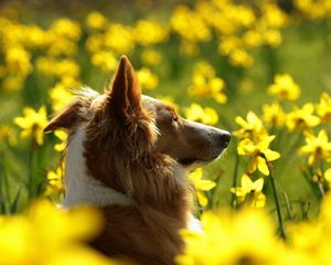 Preview wallpaper dog, face, flowers, profile