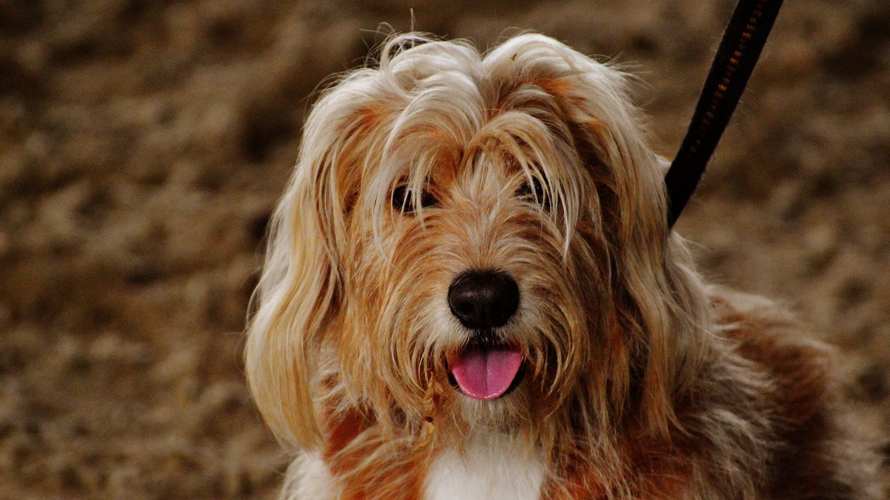 Wallpaper dog, face, fluffy, protruding tongue