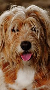 Preview wallpaper dog, face, fluffy, protruding tongue