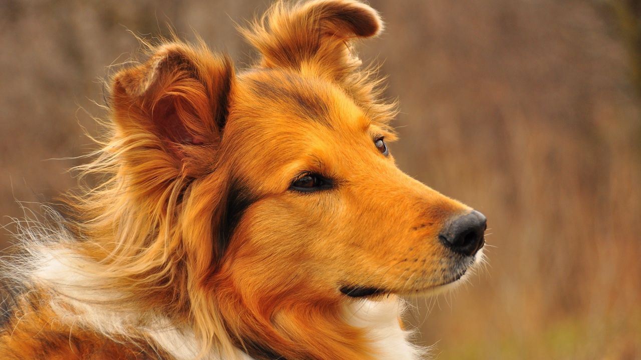 Wallpaper dog, face, furry, loyal