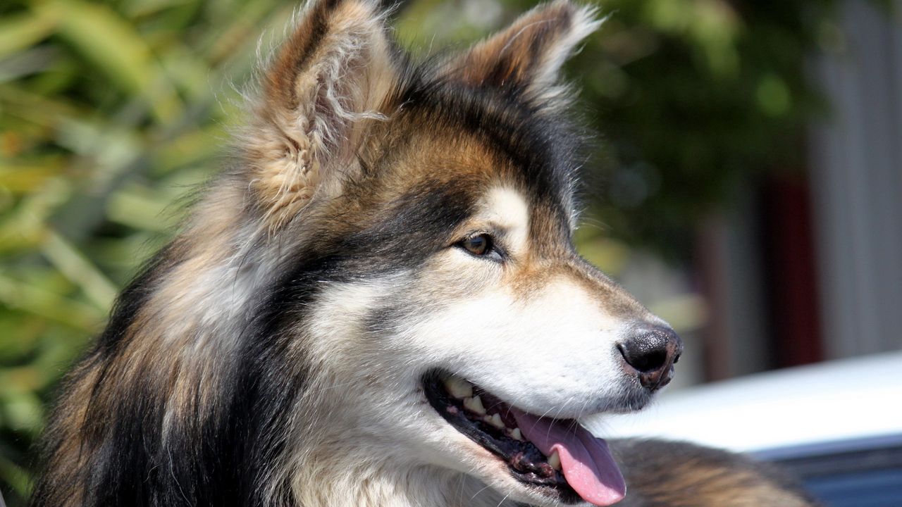 Wallpaper dog, face, furry, profile