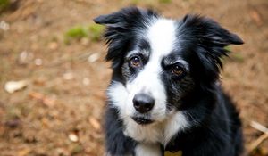 Preview wallpaper dog, face, furry, spotted, look, sadness, anticipation