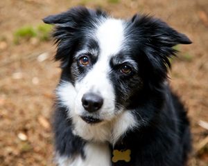 Preview wallpaper dog, face, furry, spotted, look, sadness, anticipation