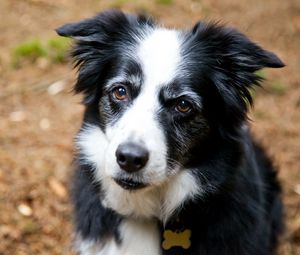 Preview wallpaper dog, face, furry, spotted, look, sadness, anticipation