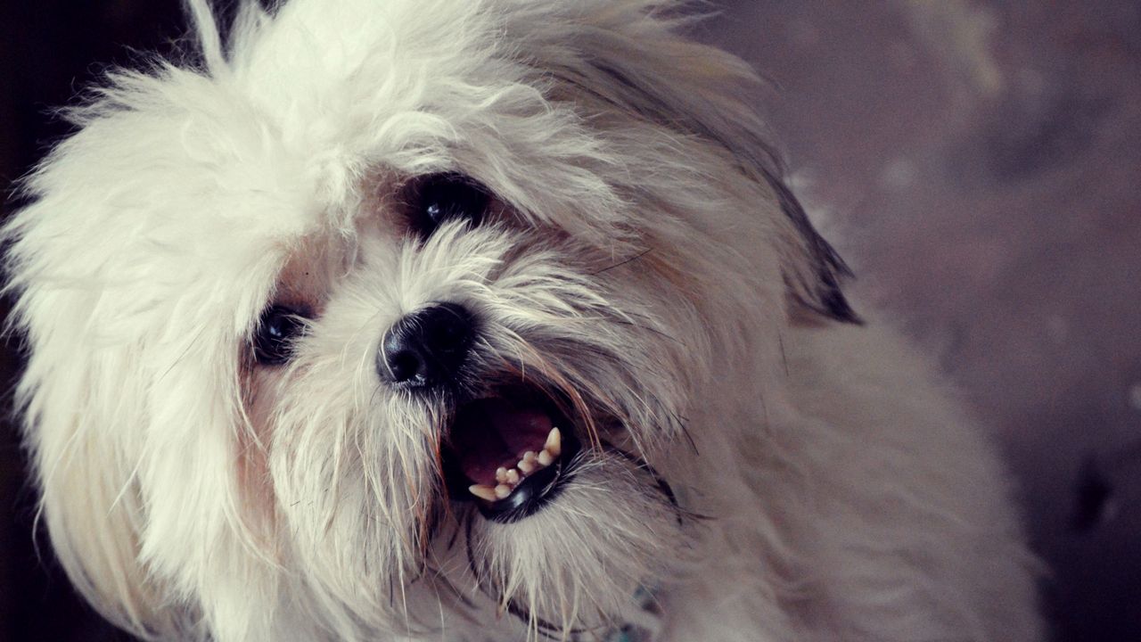 Wallpaper dog, face, furry, open mouth