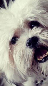 Preview wallpaper dog, face, furry, open mouth