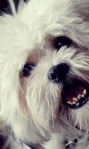 Preview wallpaper dog, face, furry, open mouth