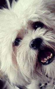 Preview wallpaper dog, face, furry, open mouth