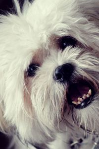 Preview wallpaper dog, face, furry, open mouth