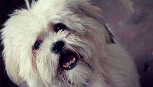 Preview wallpaper dog, face, furry, open mouth