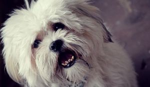 Preview wallpaper dog, face, furry, open mouth